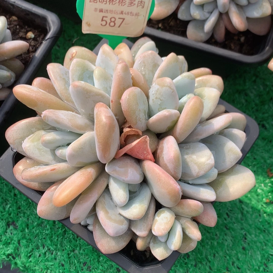 粉兔群生无砍587