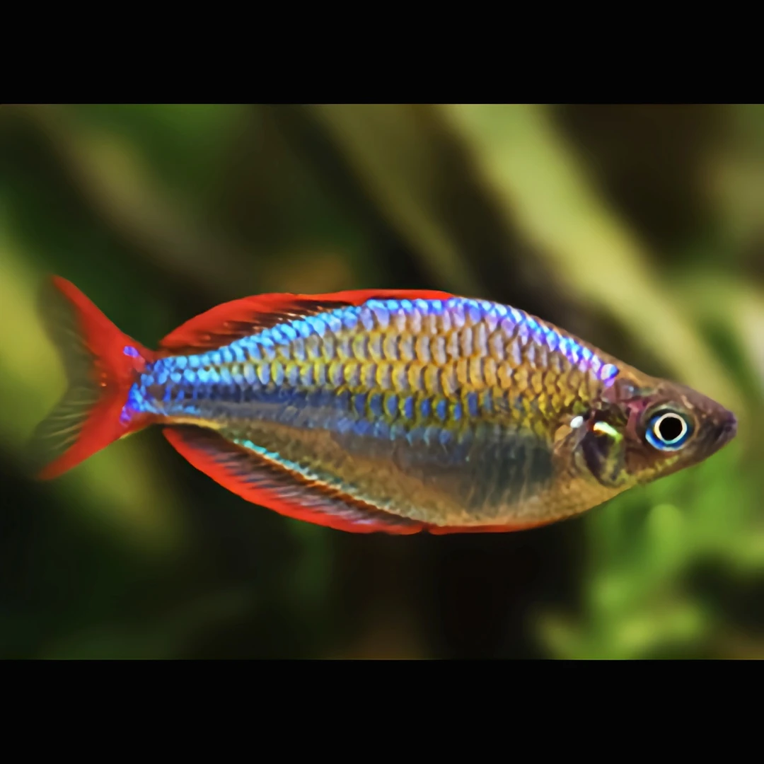 电光美人鱼水族宠物观赏鱼可混养彩色群游鱼