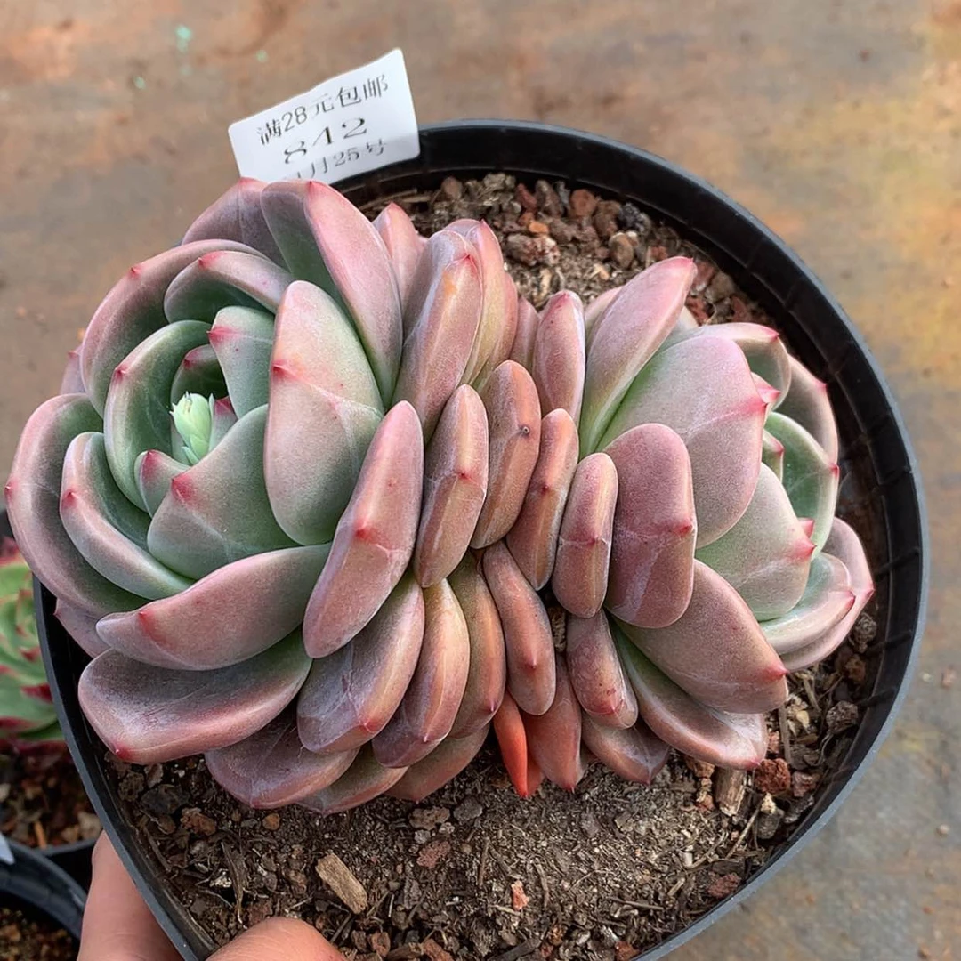 【闪购商品】云842号香槟玫瑰15厘米