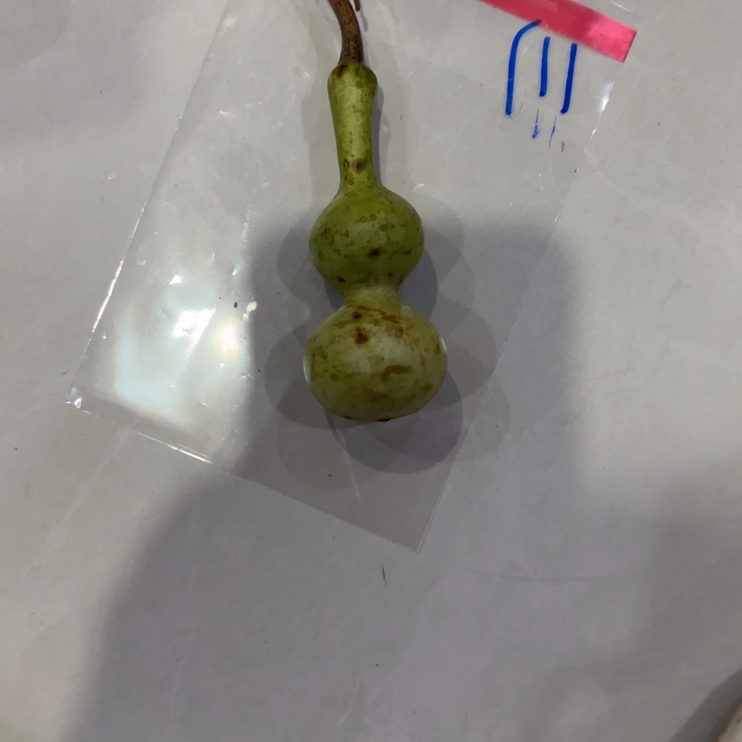 乒***迷青皮不包成青皮不包成