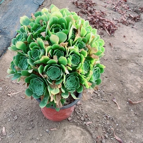 无花朵绿杨蓉多肉植物12