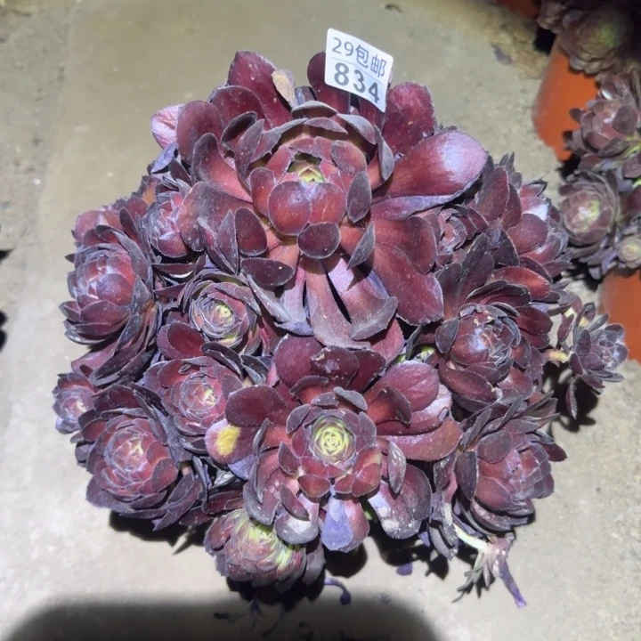 黑美人……多肉植物的