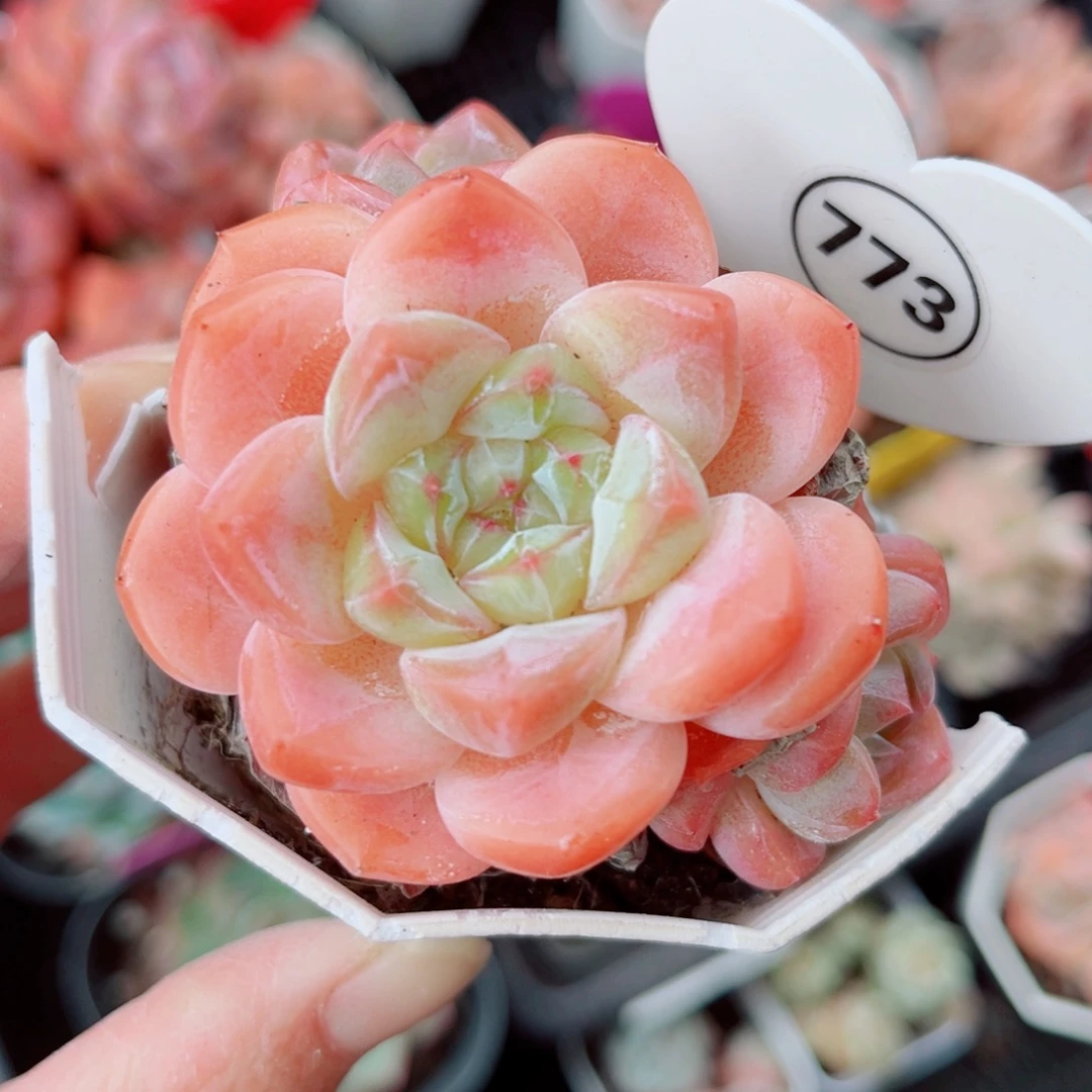 773号小老桩糖心群