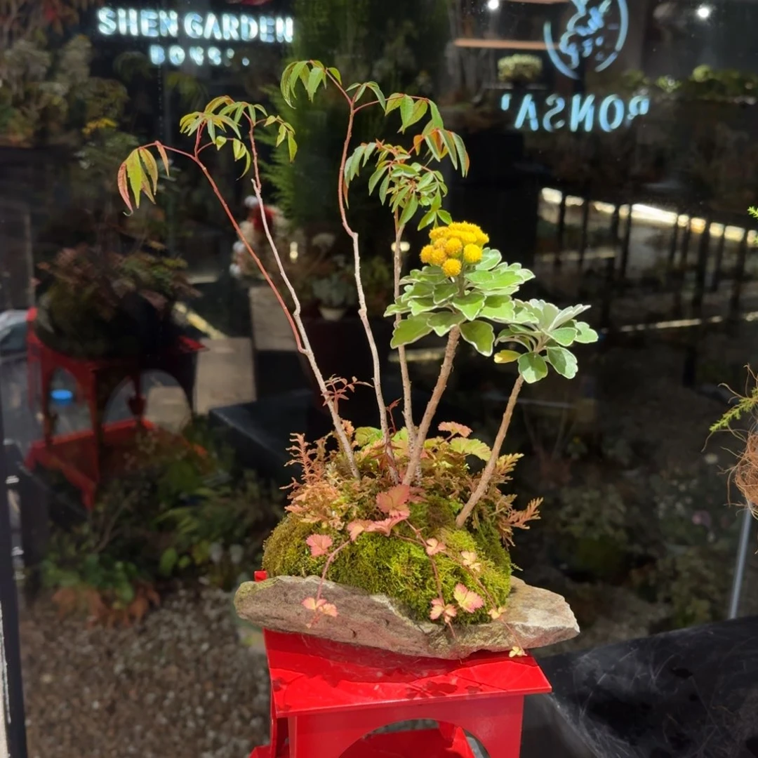 全部花朵山野草日本鞍马石