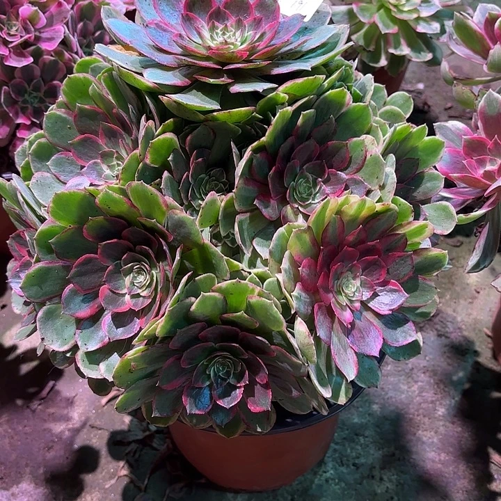 多肉植物万花铜00191