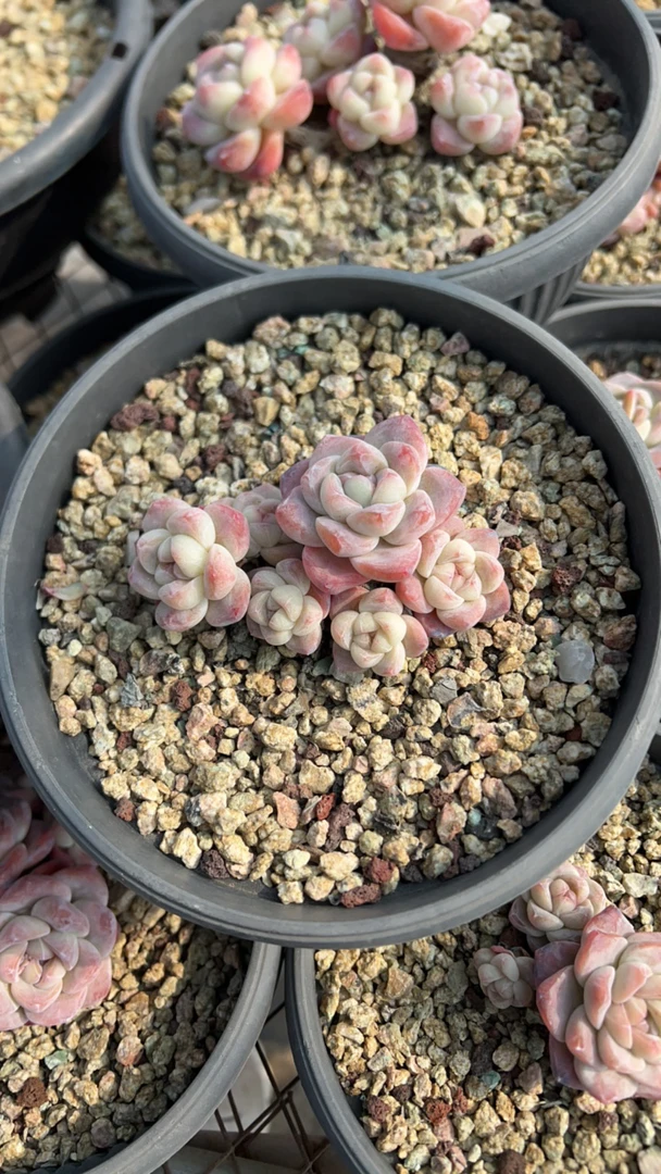 沙漏姐姐冰玉多肉植物