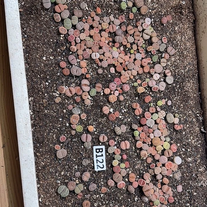 生122石花整框脱土发货不售后