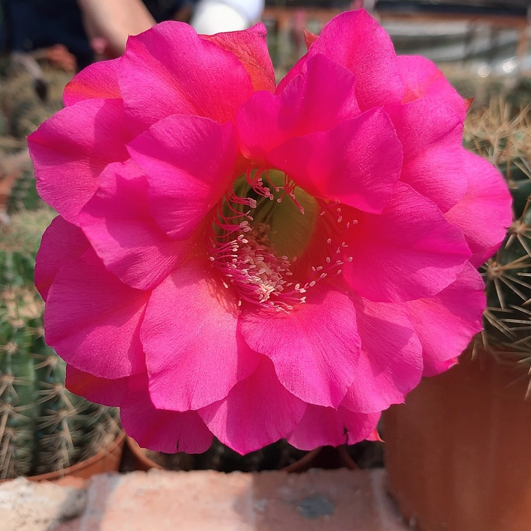 2402实生彩草10公分杯