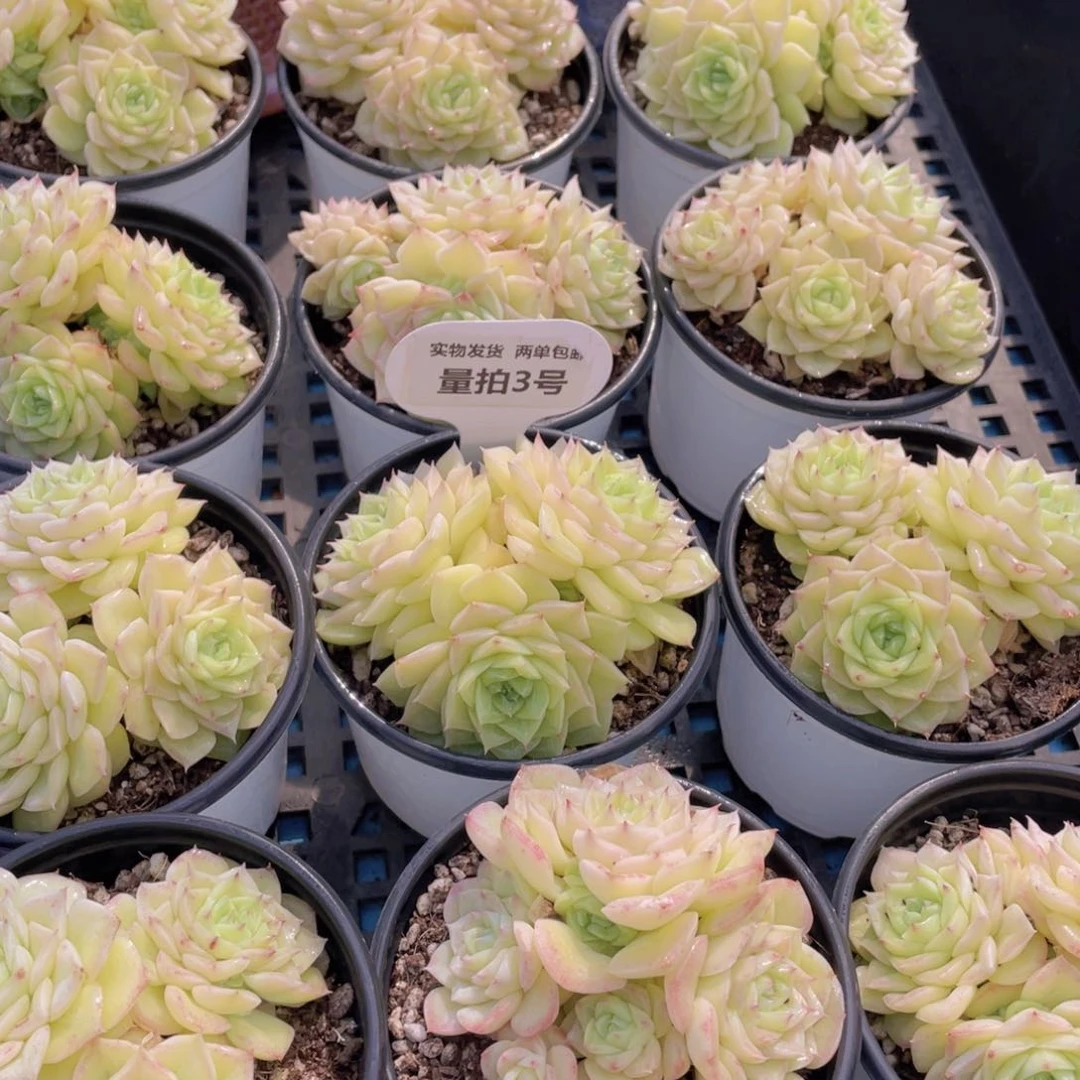 量拍3号奶油果冻白天鹅麦秆群一个