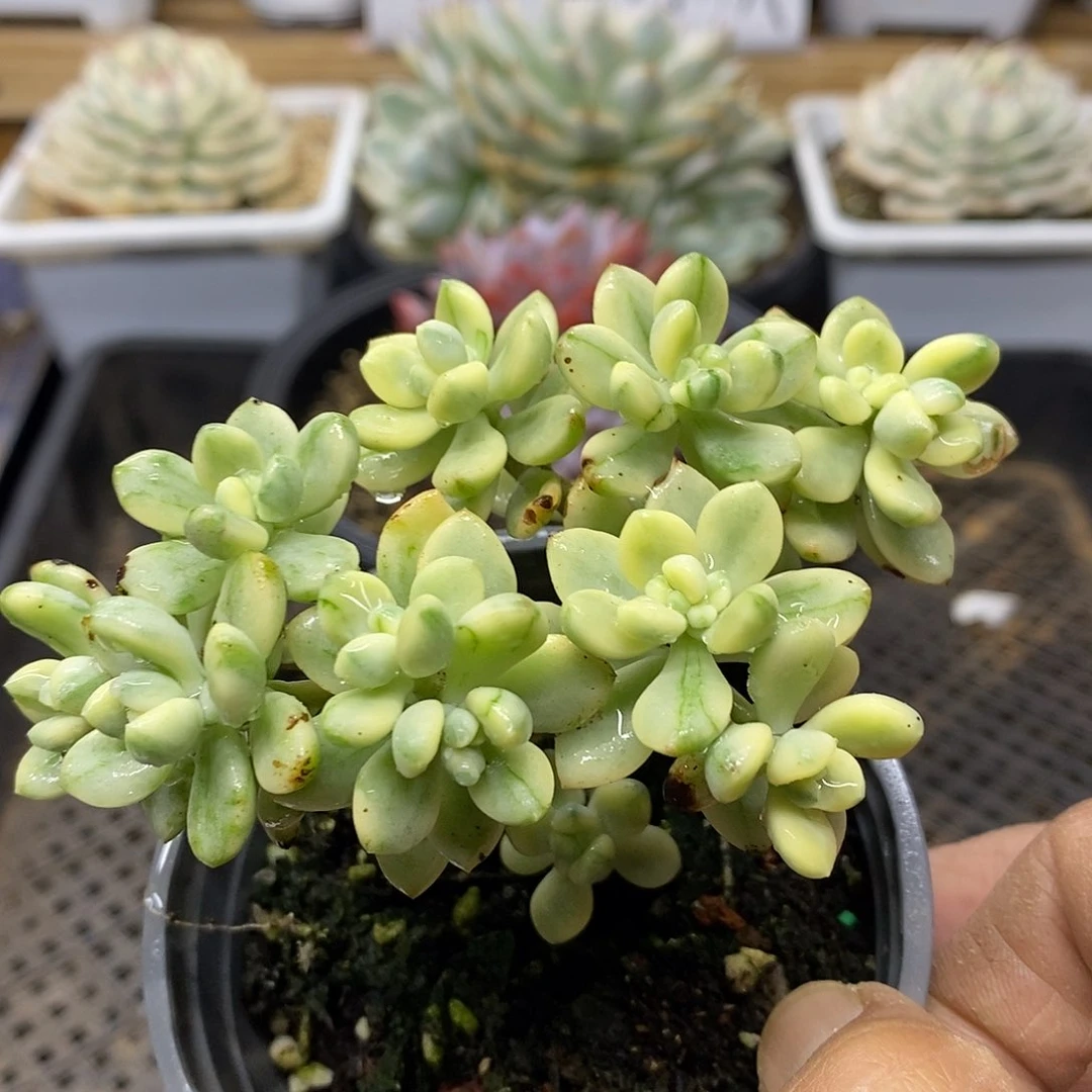 0344 米奇锦自然群