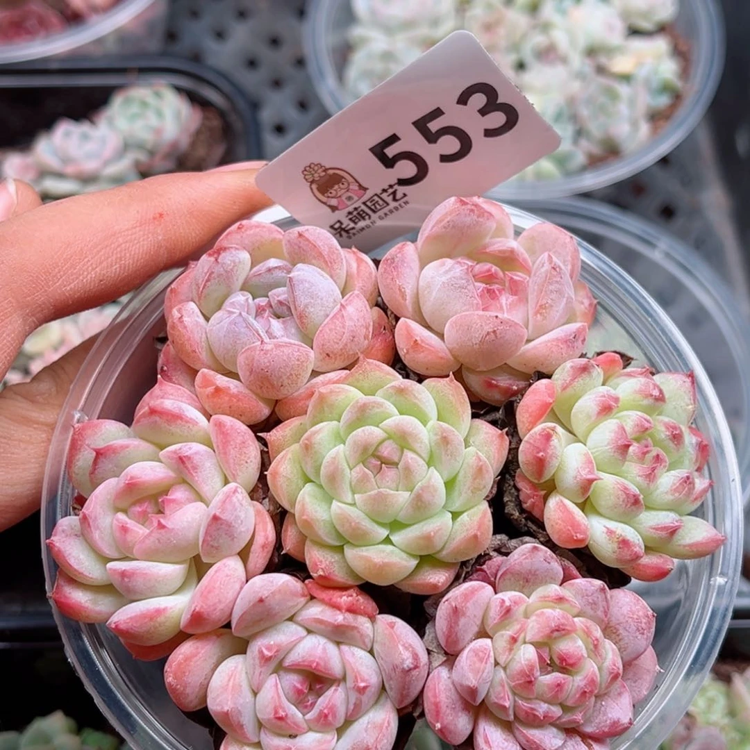 多肉植物多肉植物