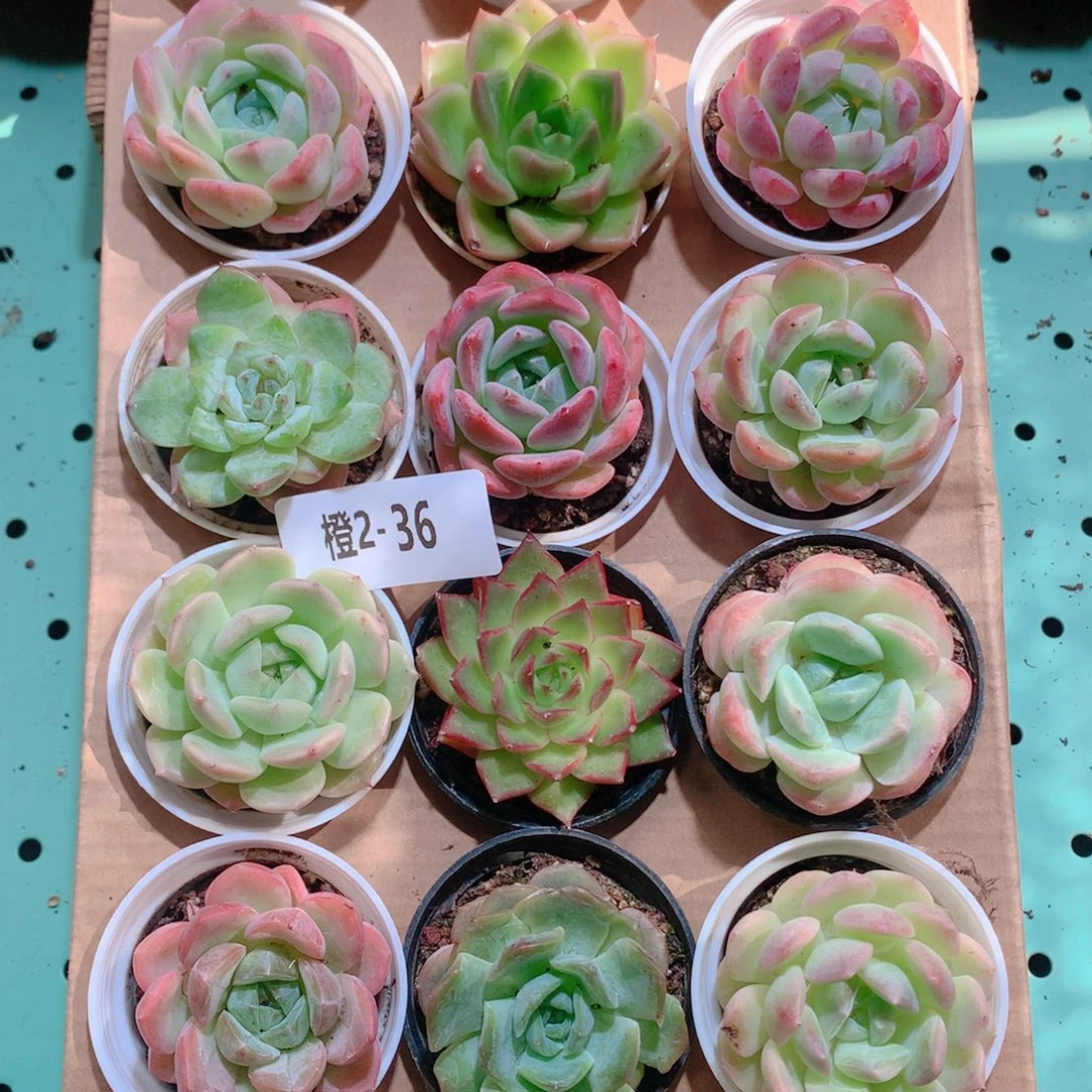 2-36一物一拍带盆18颗