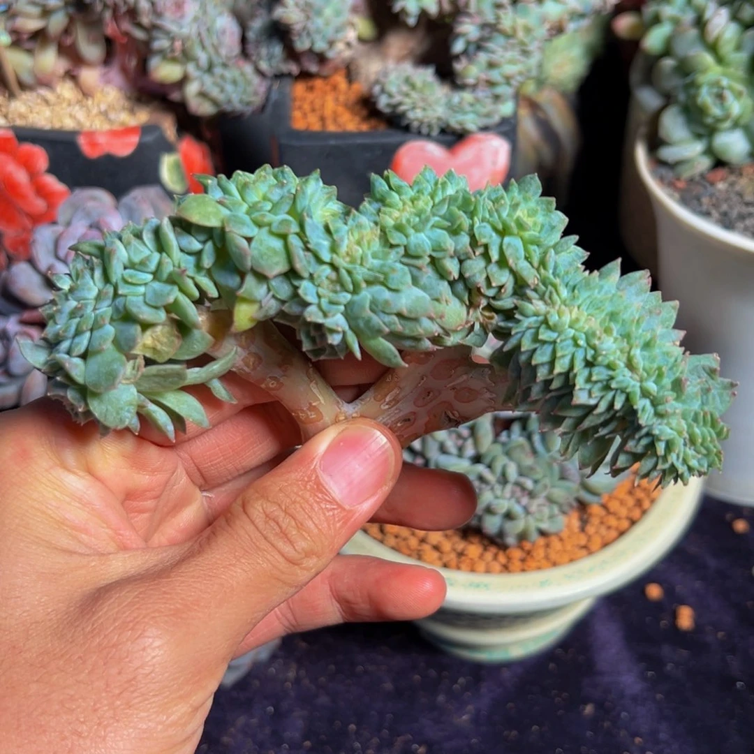 ，新年快乐 新年快乐