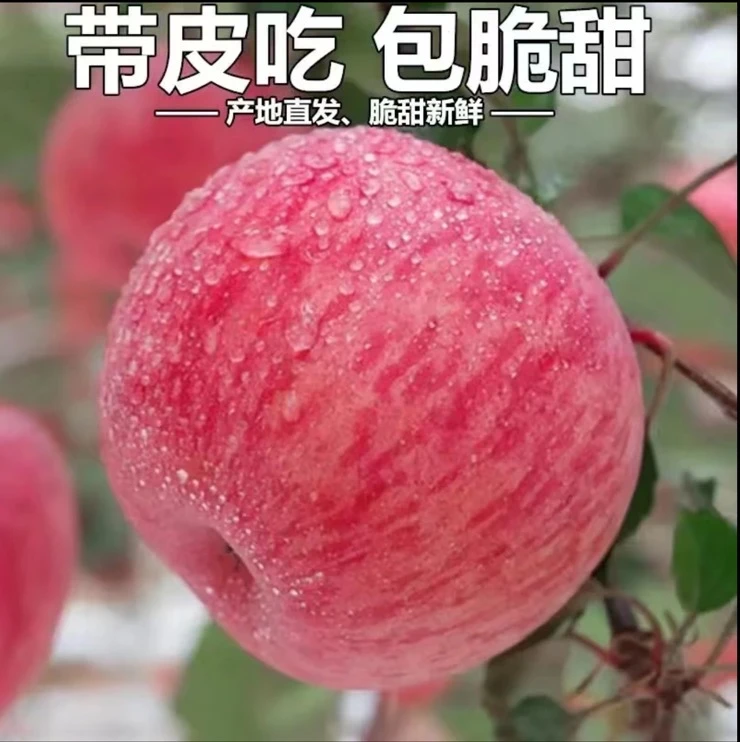 【助农】正宗烟台红富士脆甜多汁山东烟台苹果脆甜多汁产地直发