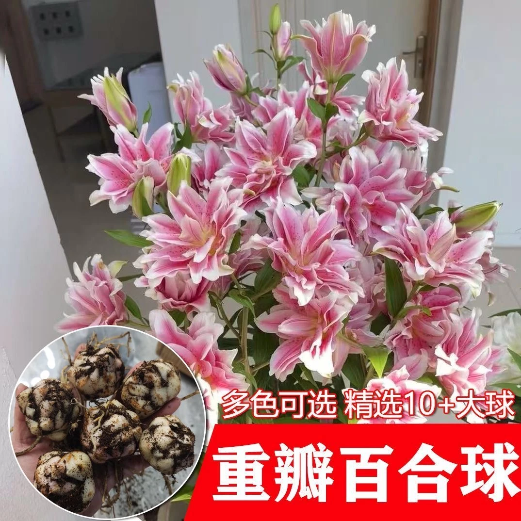 重瓣香水百合种球带芽冻四季开花室内外阳台多头百合耐寒好养