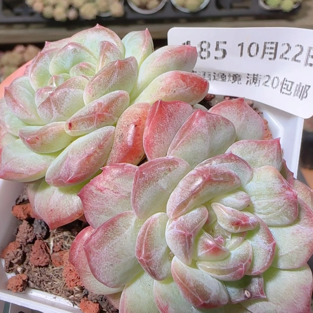 花语逸镜1022-185石化糖心母本