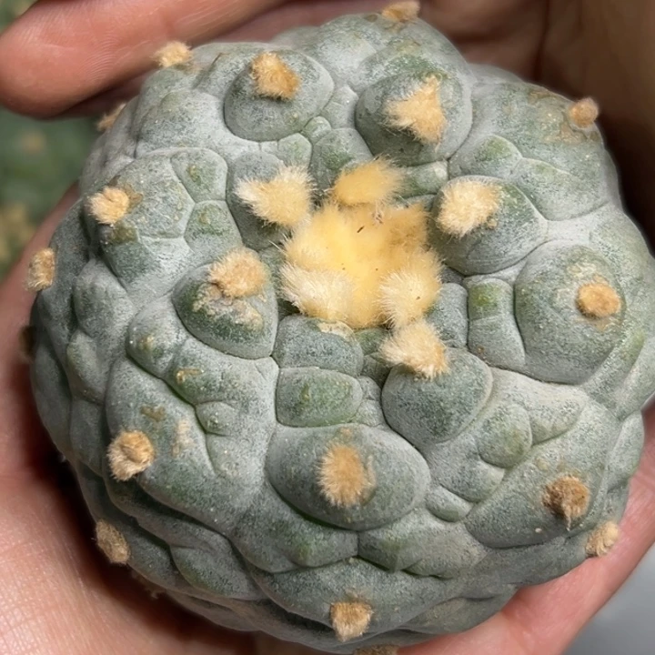 489 无根 仙人球仙人球