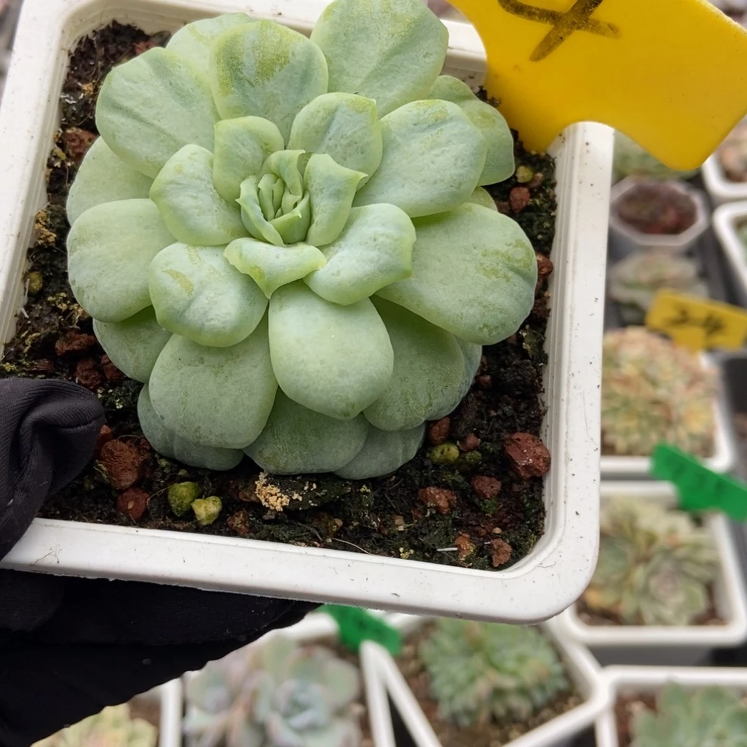 4泡泡纱多肉植物多肉