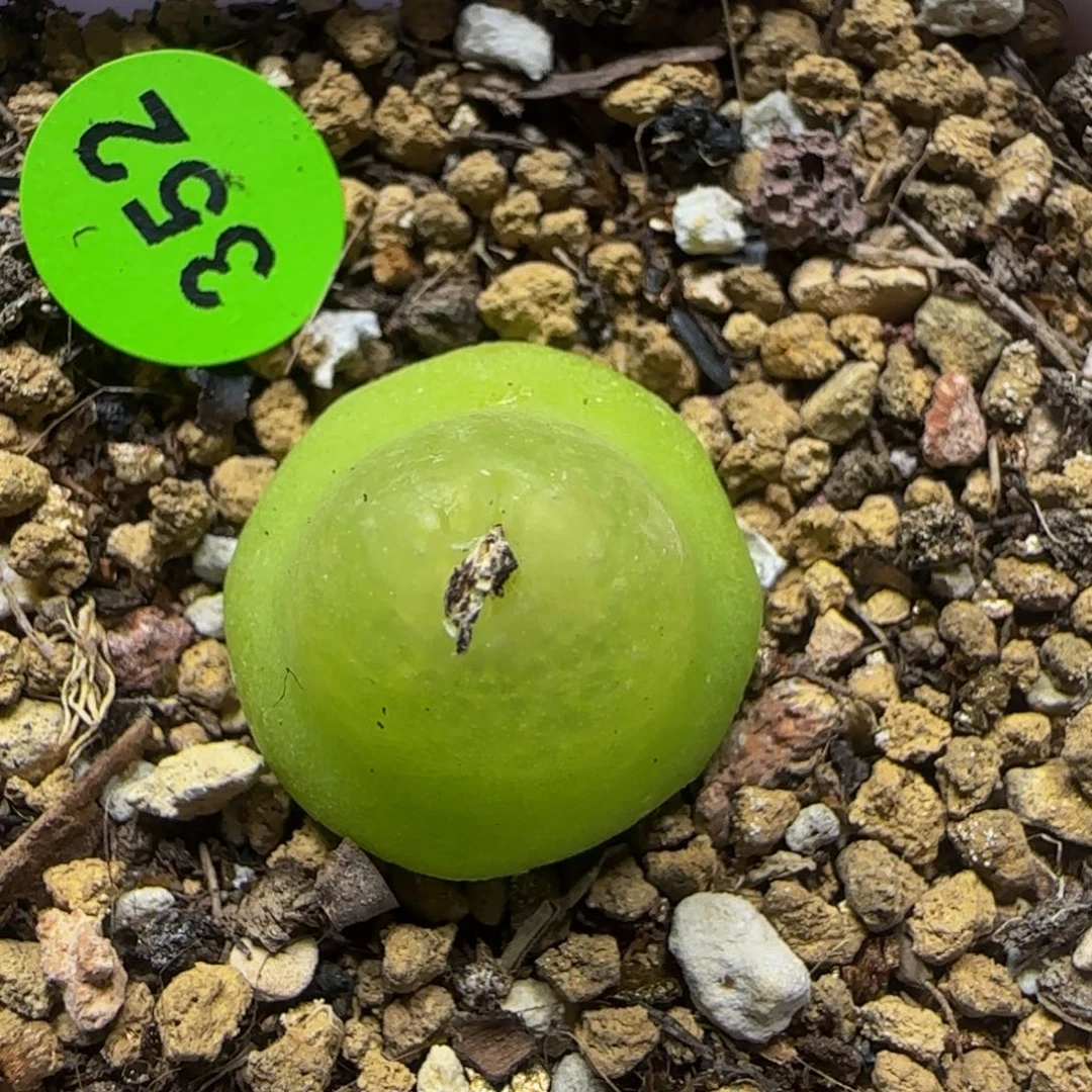 大葫芦1.6多肉植物352