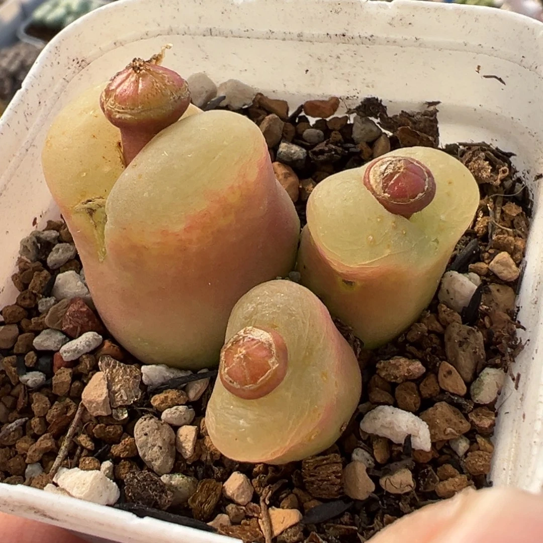 258多肉植物种类多样