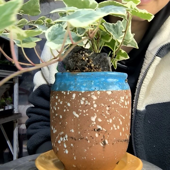 平***w中青园艺一物一拍488