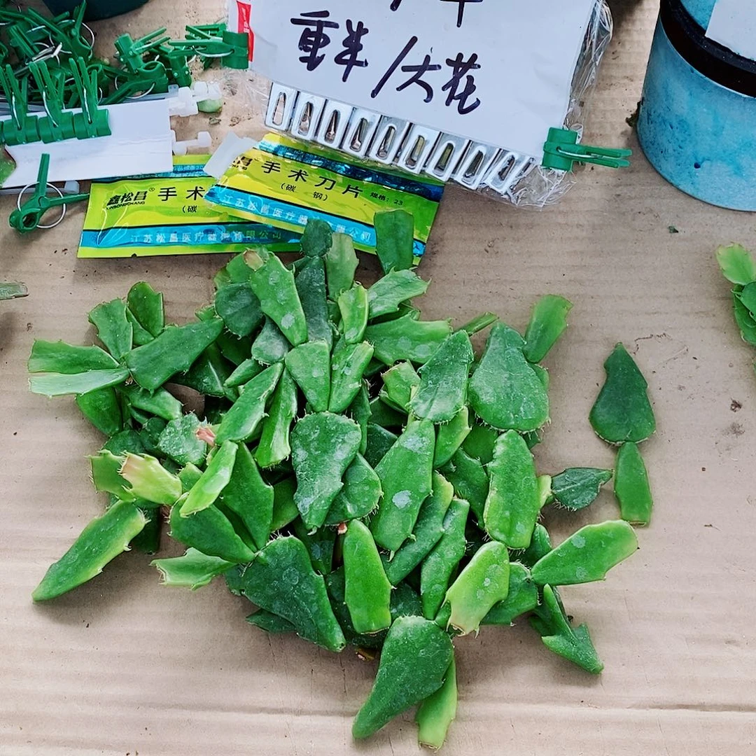 洪***胜无花朵叶片福利一物一拍