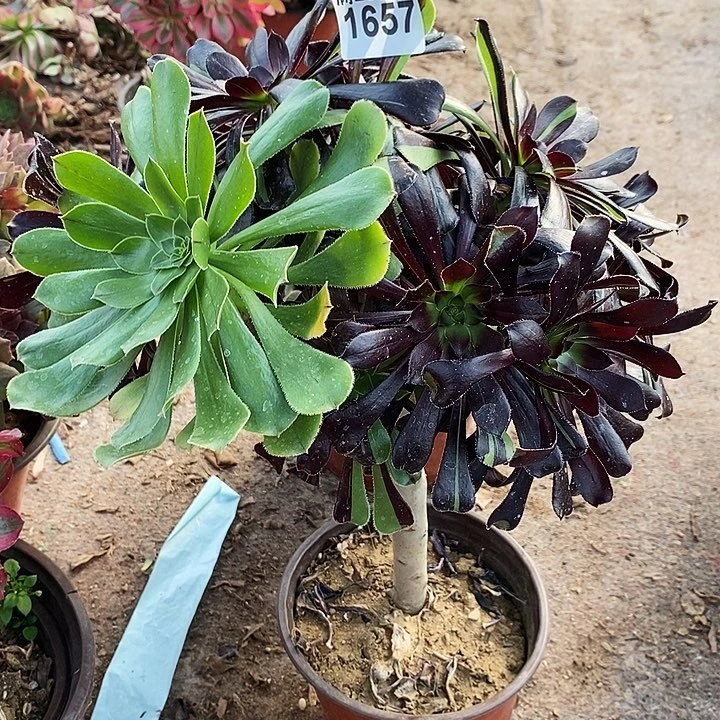 1657 一颗水墨丹青法师