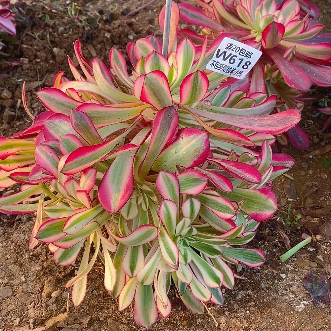 618红铜壶超白锦量拍