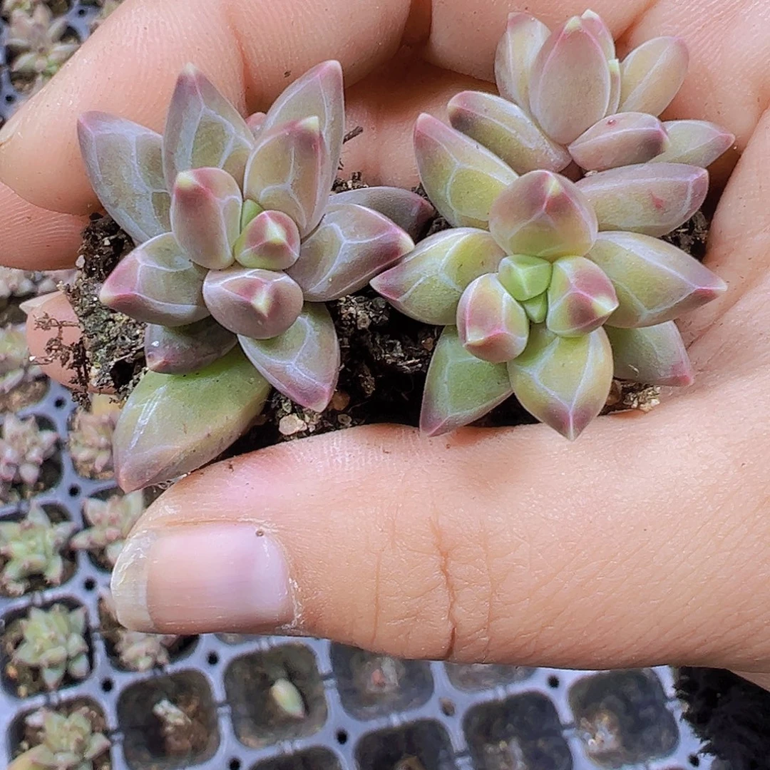梵高苗5个19包邮多肉植物