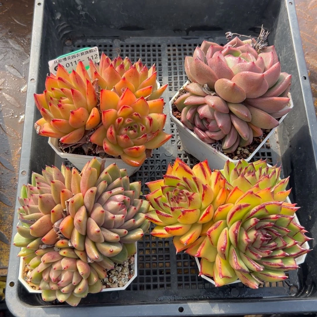 多肉一物一拍0113.112