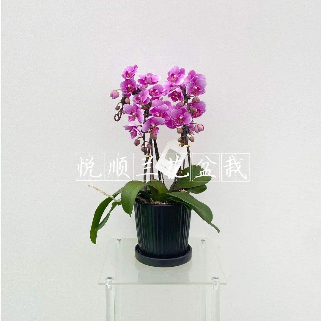 20460 蝴蝶兰 粉佳人 叶片自然开裂  花期长