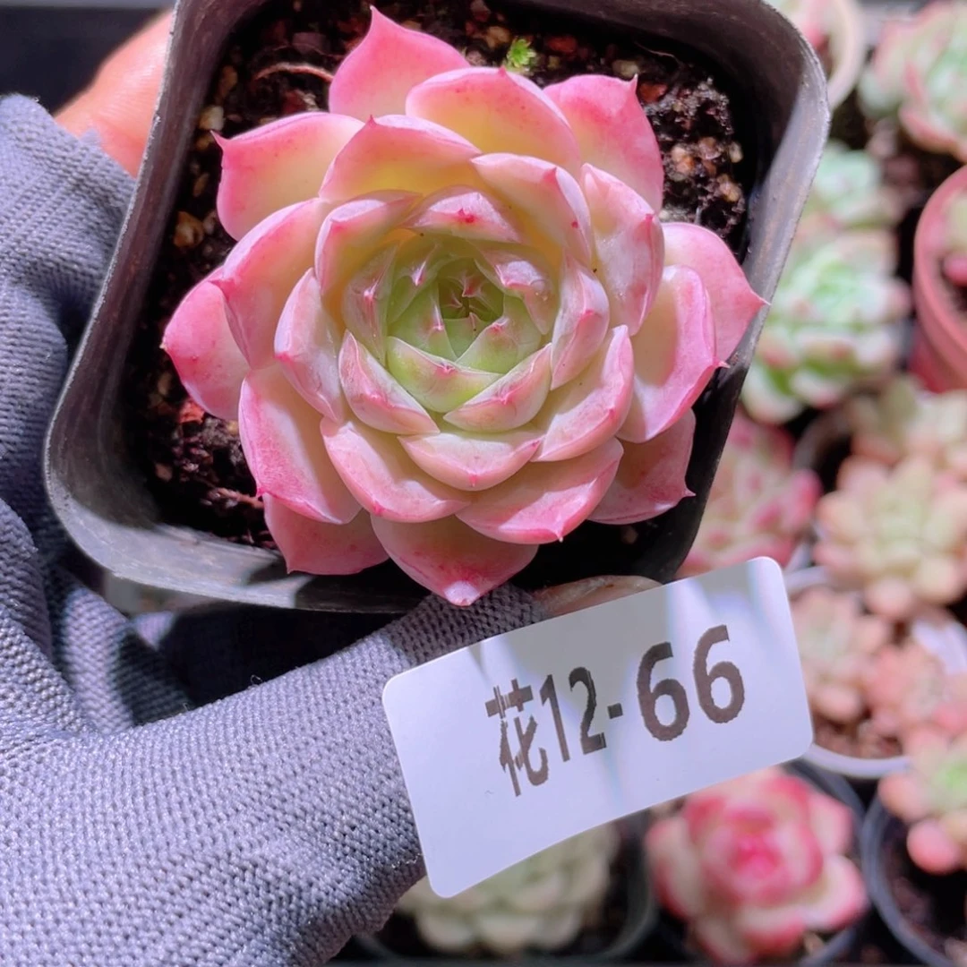 花利美12-66云梦仙子