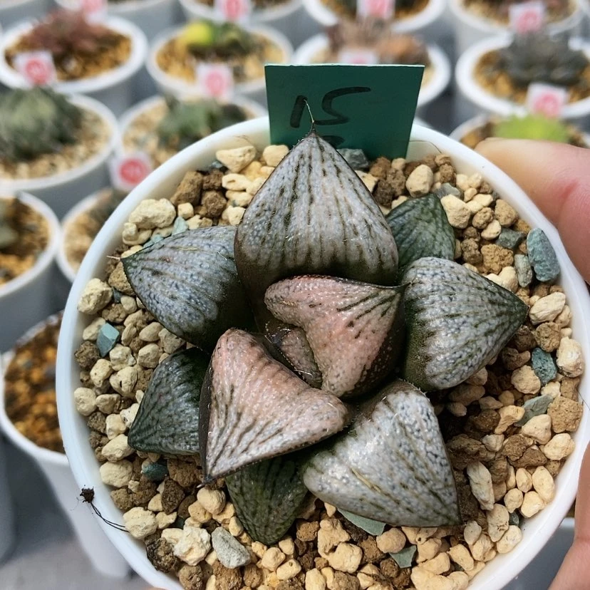 【闪购商品】我***久15实生青蟹