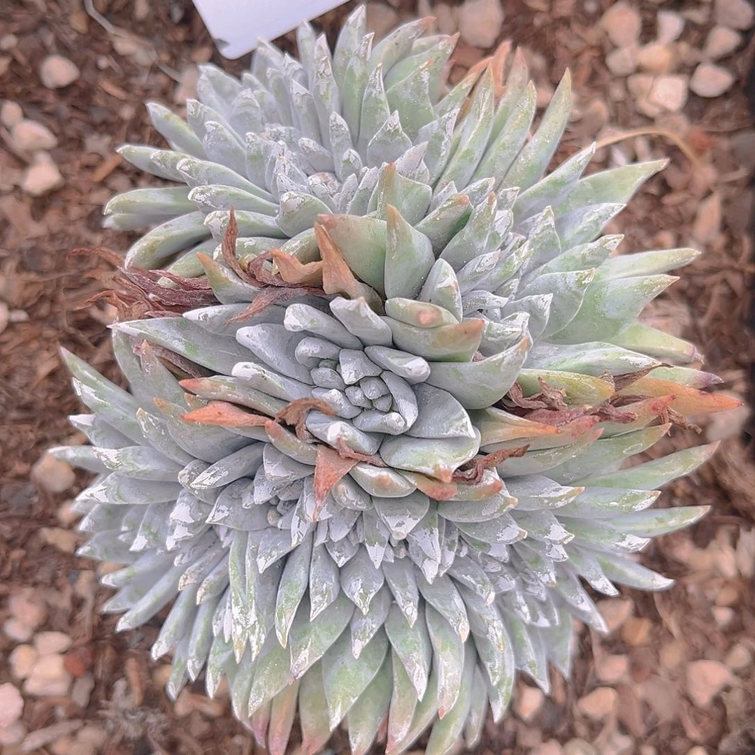 白菊苹果叶缀化4045