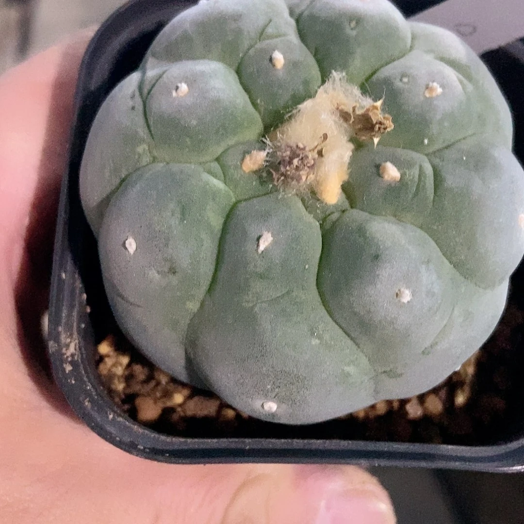 是****…无刺仙人球开花了