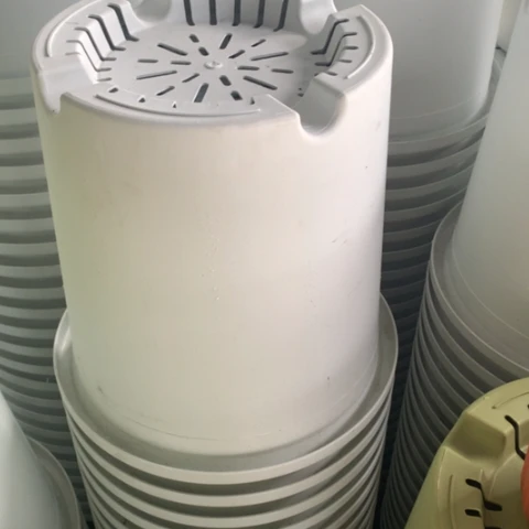 红陶7加奶白无托微瑕3个