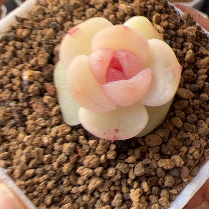 a232特，开播福利，一物一拍精品糖心，尺寸不大介意勿拍