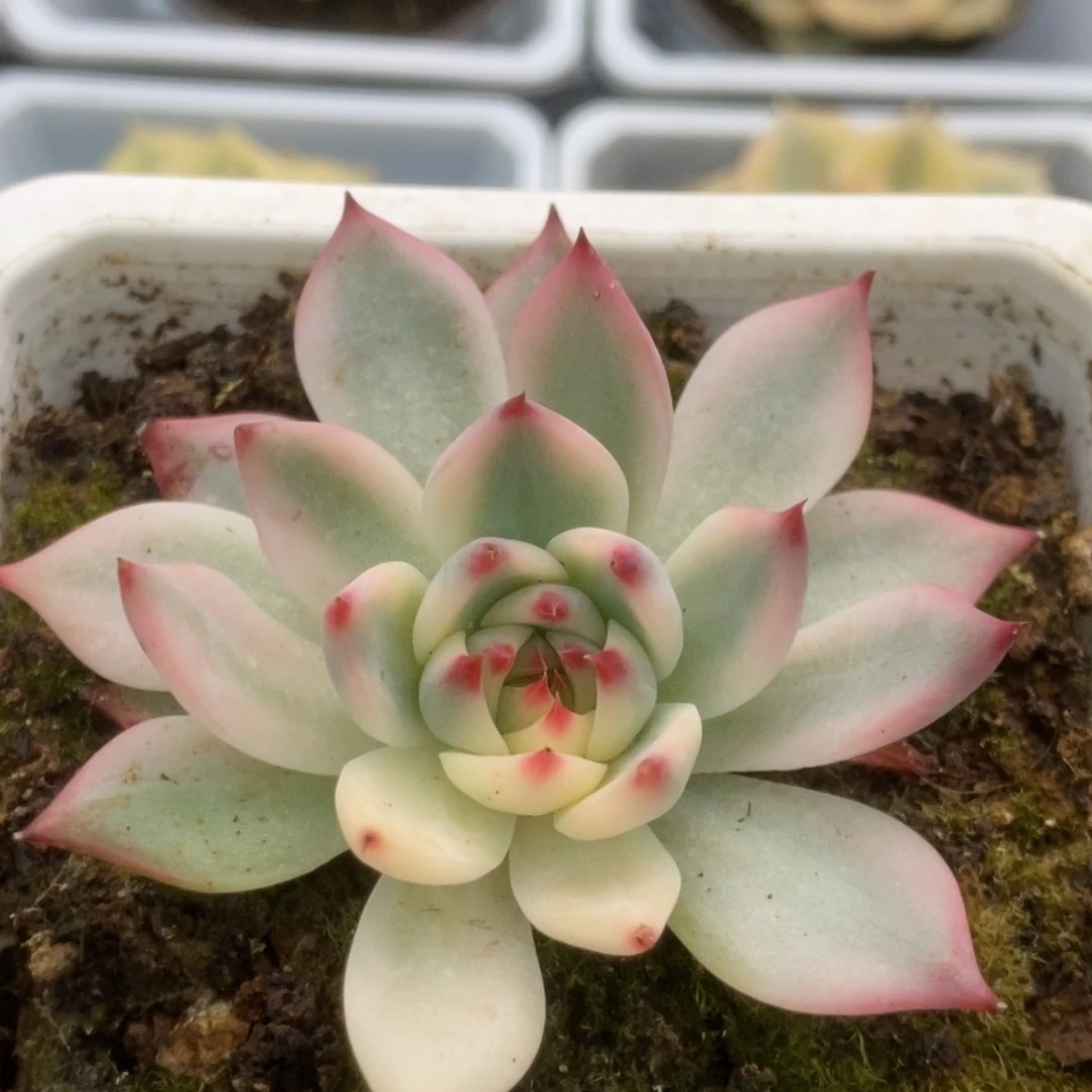 168锦锦锦锦锦锦锦锦