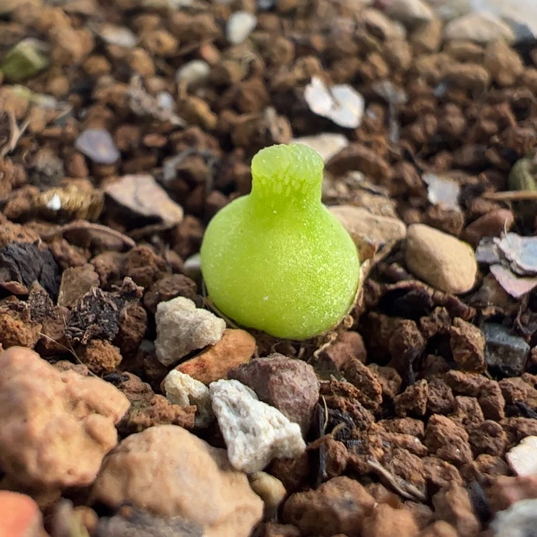 152多肉植物百科