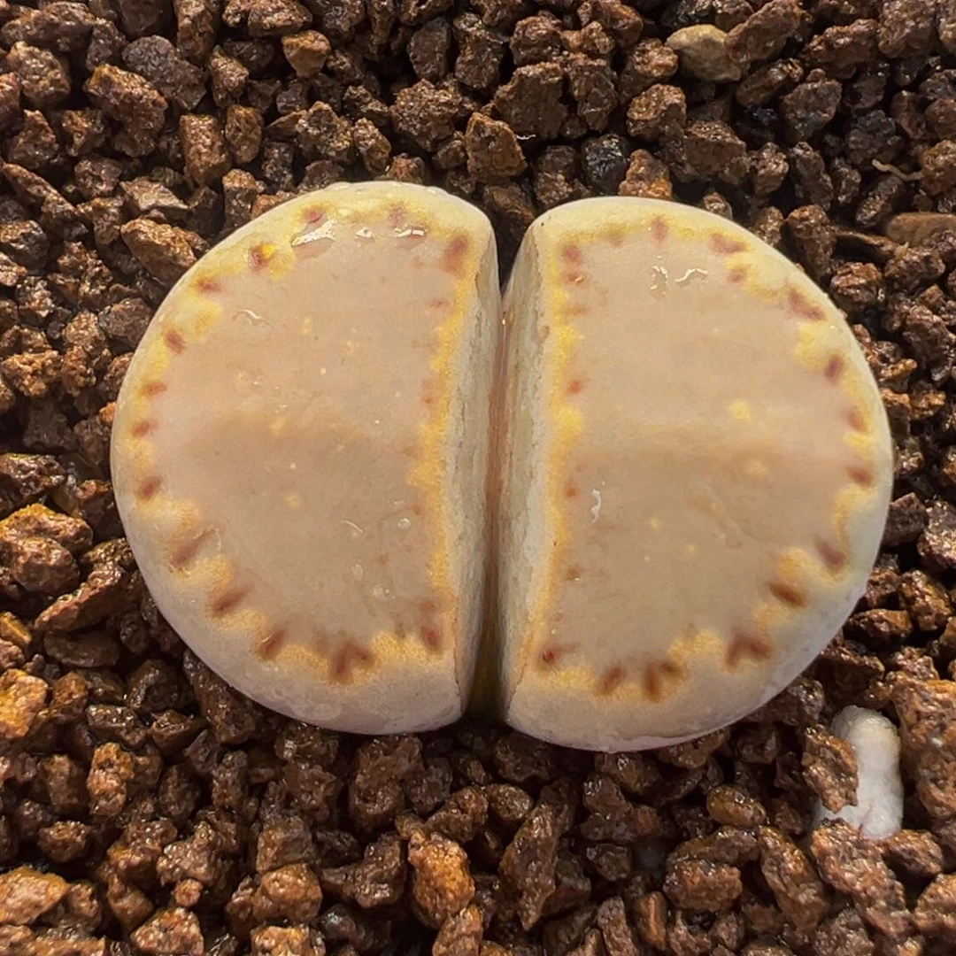 饼干多肉植物盆栽栽培