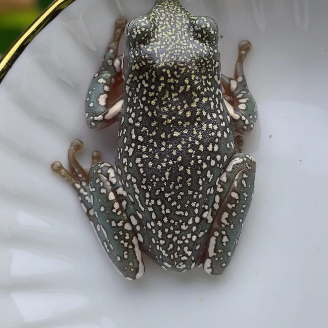 老爷树蛙24h蓝子代10号小白蜜