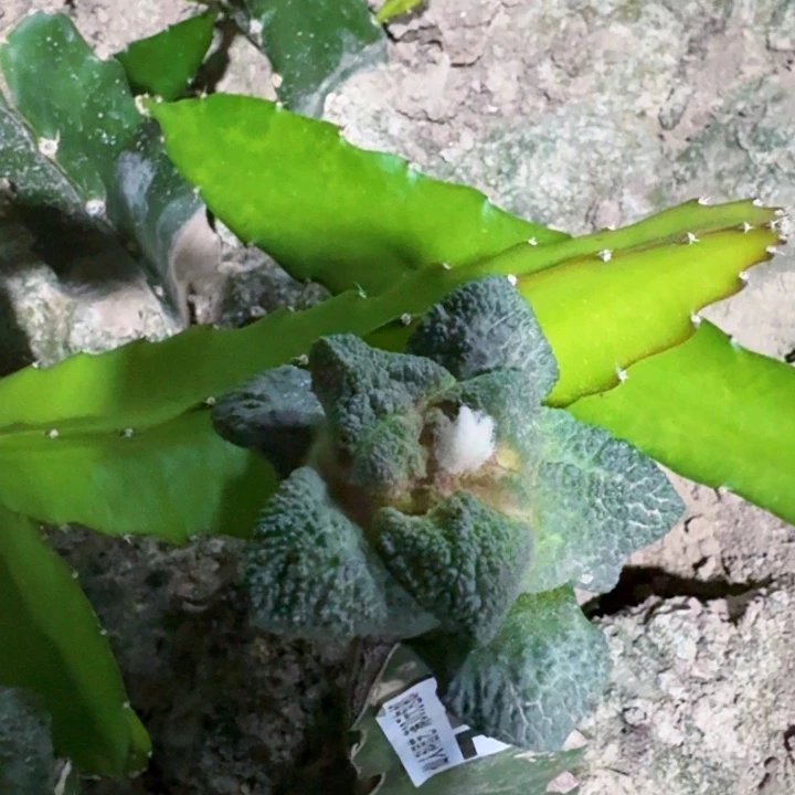 772 560菜花牡丹志贺龟甲