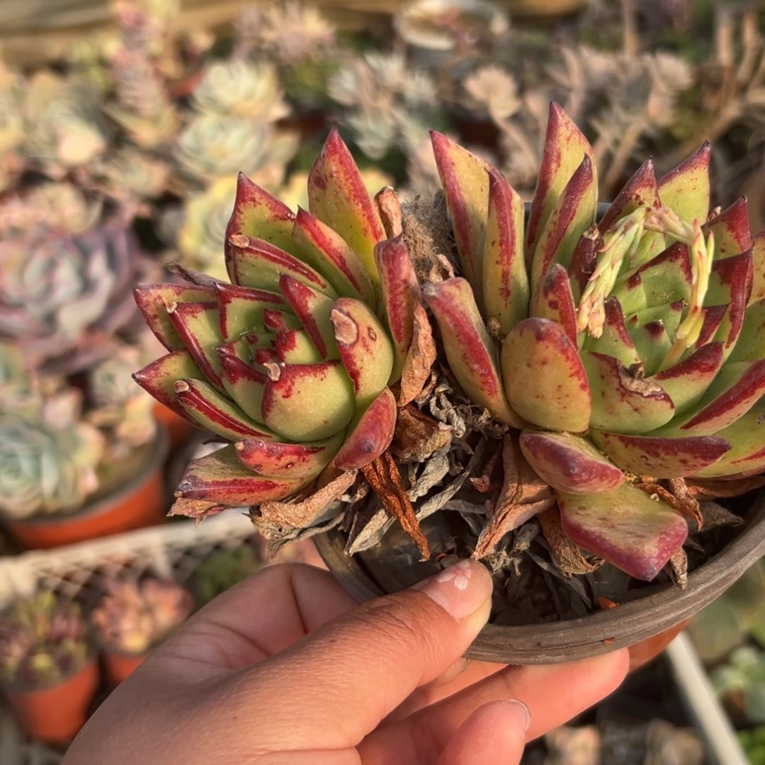 多肉植物口红双头