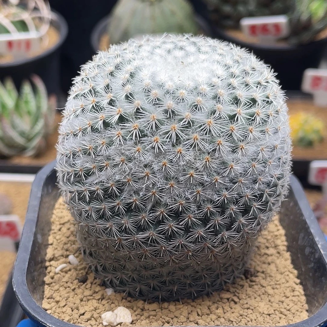 实生雪顶希望丸仙人球