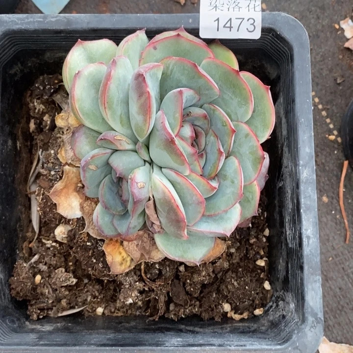 用***3精品多肉植物1473