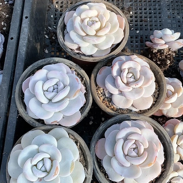 小*猫9-91号一物一拍雪莲