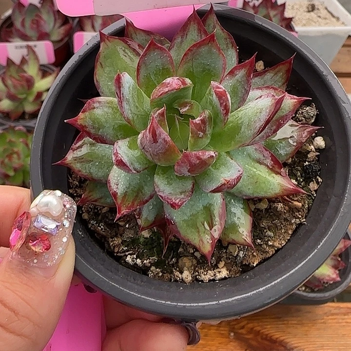 紫***p5 惊鸿仙子多肉植物