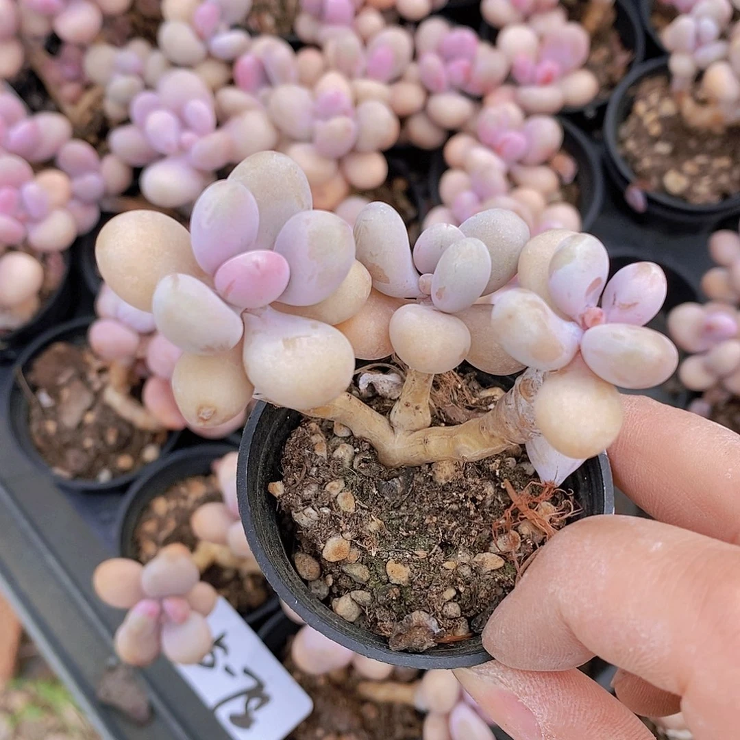 5-78 桃蛋两颗一组量拍