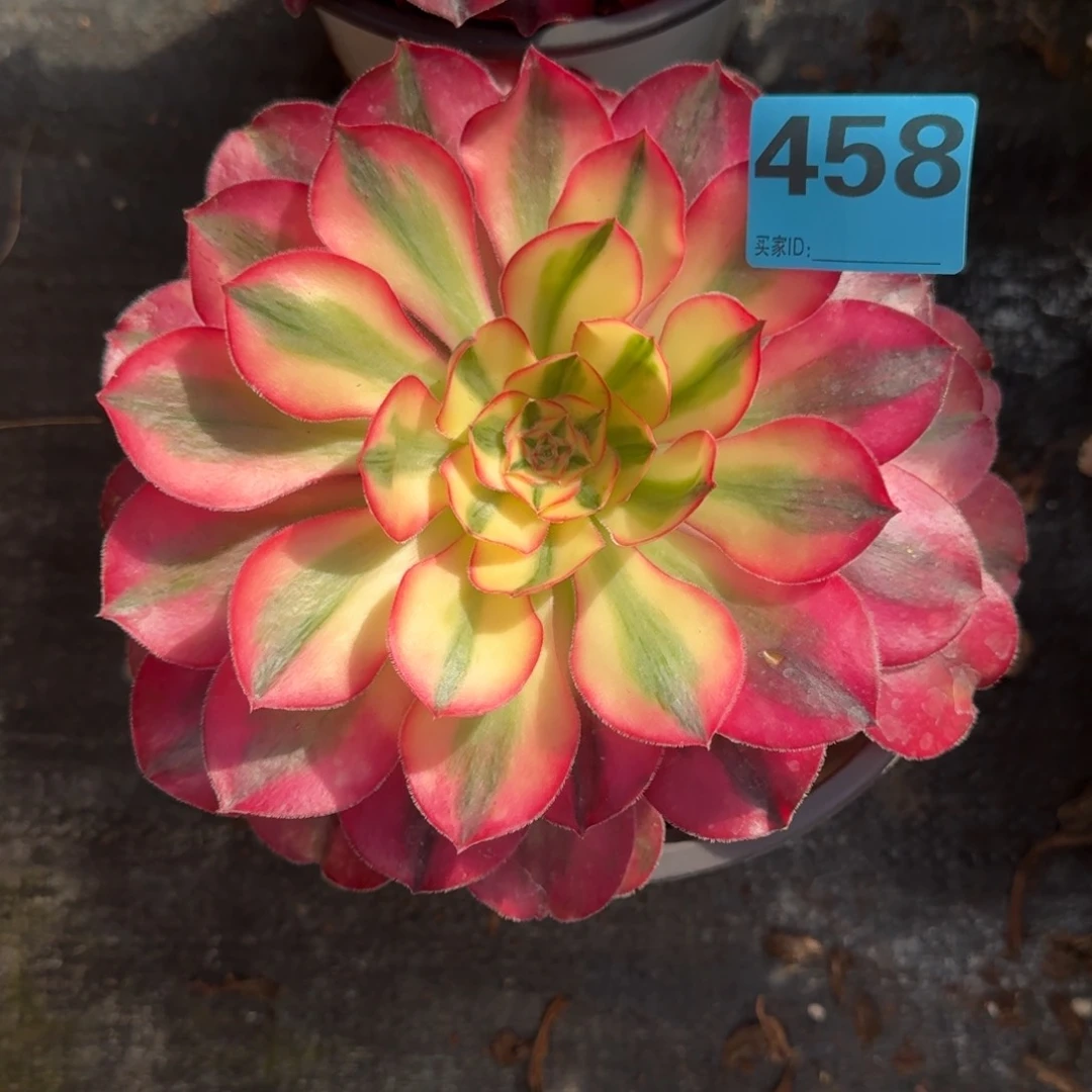 燕*天458爱丽丝发货