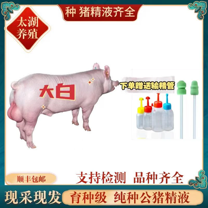 英系大白种公精液一件包邮包对版生态养殖批发输精管猪用耗材